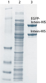 SDS PAGE for controlling the protein purification process.