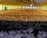 In this building up to 25000 hens are kept in floor housing.