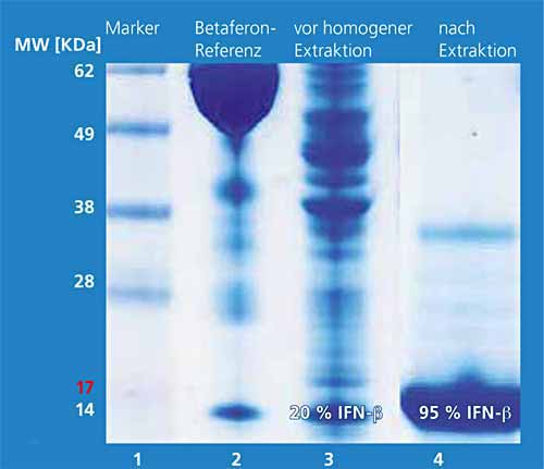 SDS-PAGE gel electrophoresis of the homogenate before extraction (lane 3) and organic phase with IFN-β-1b (lane 4).