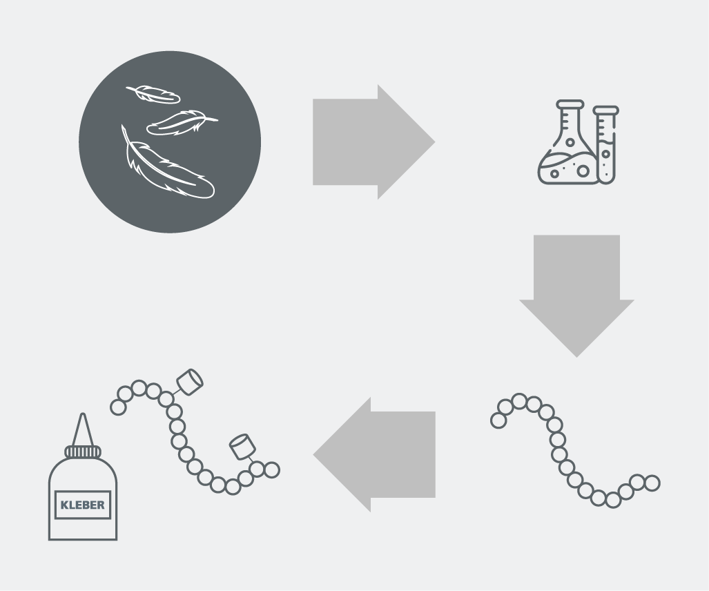 Hühnerfedern werden einem enzymatischen Prozess unterzogen, bei dem langkettige Polymere bzw. Protein-Ketten via Hydrolyse in kurzkettige Polymere gespalten werden. Diese bilden die Grundlage für die Herstellung der Klebstoffe.