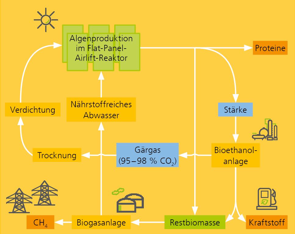 Bioraffineriekonzept zur Nutzung stärkereicher Algenbiomasse und Kreislaufführung von Nährstoffen.