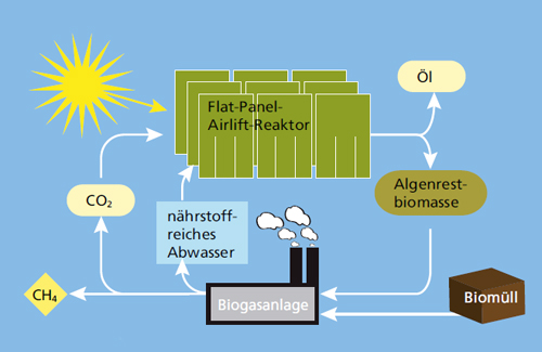 Kreislaufschema der Freilandkultivierung von Mikroalgen