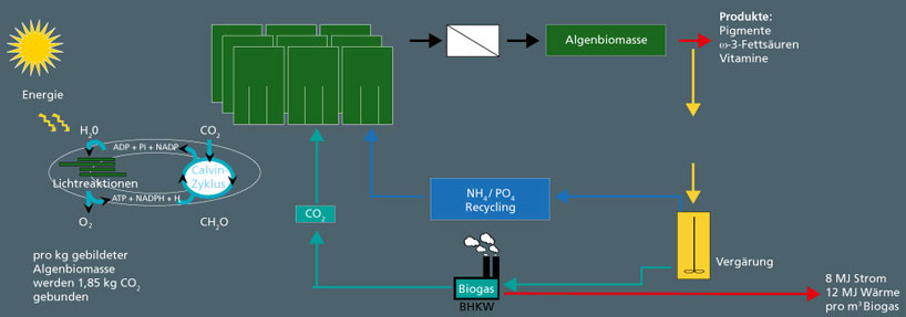Kreislaufführung von Stickstoff und Phosphat durch Kopplung von anaerober Vergärung und Algenproduktion.