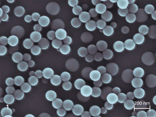 Rasterelektronemikroskopische Aufnahme von p(Styrol-co-AUPDS-1%)-Nanopartikeln.