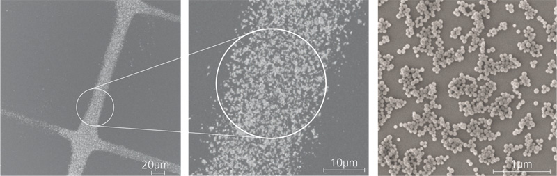 REM-Aufnahmen einer vorbehandelten Probe nach der Versprühung von Nanopartikeln mit anschließenden Spülvorgängen.