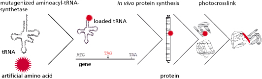 Prinzip des erweiterten genetischen Codes in E. coli.