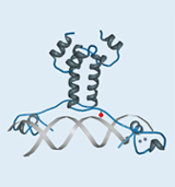 3-D-Kristallstruktur der DNA-Bindungsdomäne des Transkriptionsfaktors Gal4p.