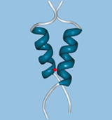3-D-Kristallstruktur der Proteinbindungsdomäne des Transkriptionsfaktors Gal4p.