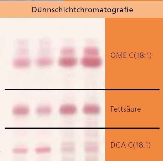 Candida-Zellen und Bildung von Dicarbonsäure (DCA) aus Ölsäuremethylester (OME).