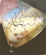 Mannosylerythritollipide (MEL) setzen sich bei hohen Produktkonzentrationen als ölartige Perlen ab.