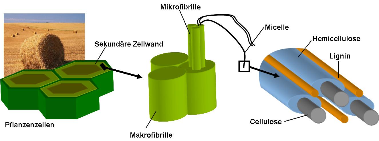 Aufbau Lignocellulose.