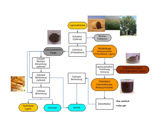 Schema der Fraktionierung von Lignozellulose.