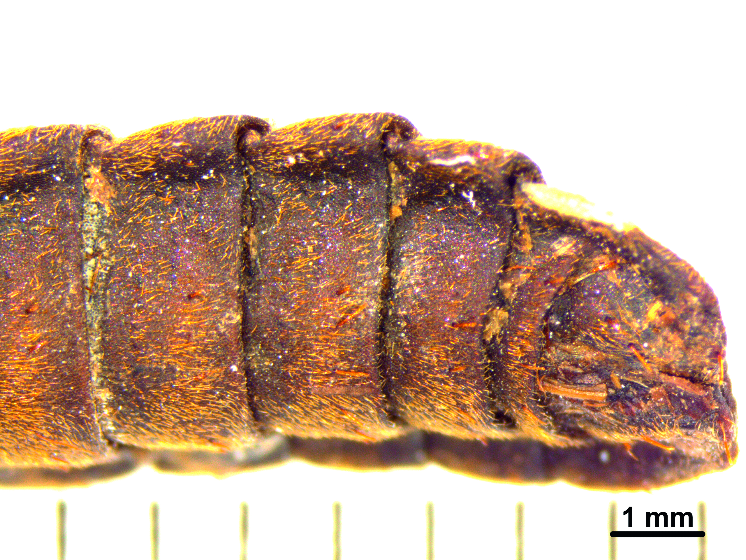 Kokons, ein Abfallprodukt der Insektenzüchtung.