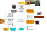 Schema der Fraktionierung von Lignozellulose.