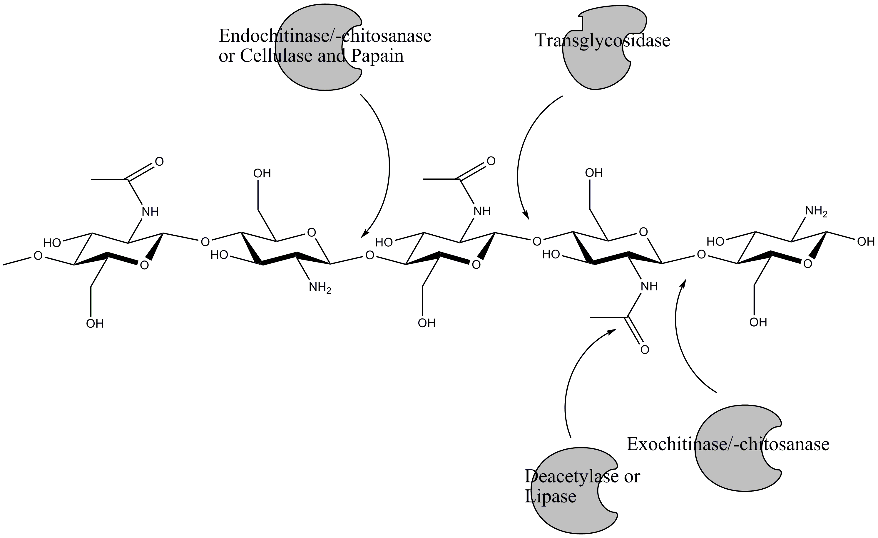 Enzymatische Konversion von Chitin.