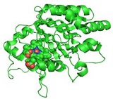 Peroxidase.