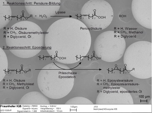Verneinfachtes Reaktionsschema der Lipase-katalysierten chemo-enzymatischen Epoxidierung Pflanzenöl-basierter Substrate (nach Törnvall U. et al. 2007).