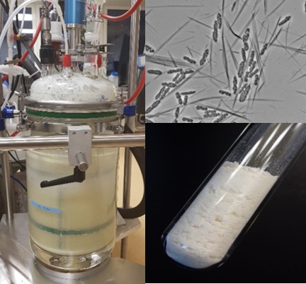 Abtrennung der Schaumfraktion während der Fermentation, Ustilago maydis und Cellobioselipid-Kristalle, aufgereinigtes Cellobioselipid.