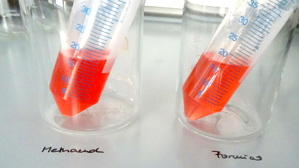 Isolierter Farbstoff aus Bioreaktor-Kultivierungen von M. extorquens AM1 auf Methanol als Substrat oder auf Ameisensäure (Formiat) als Substrat. 