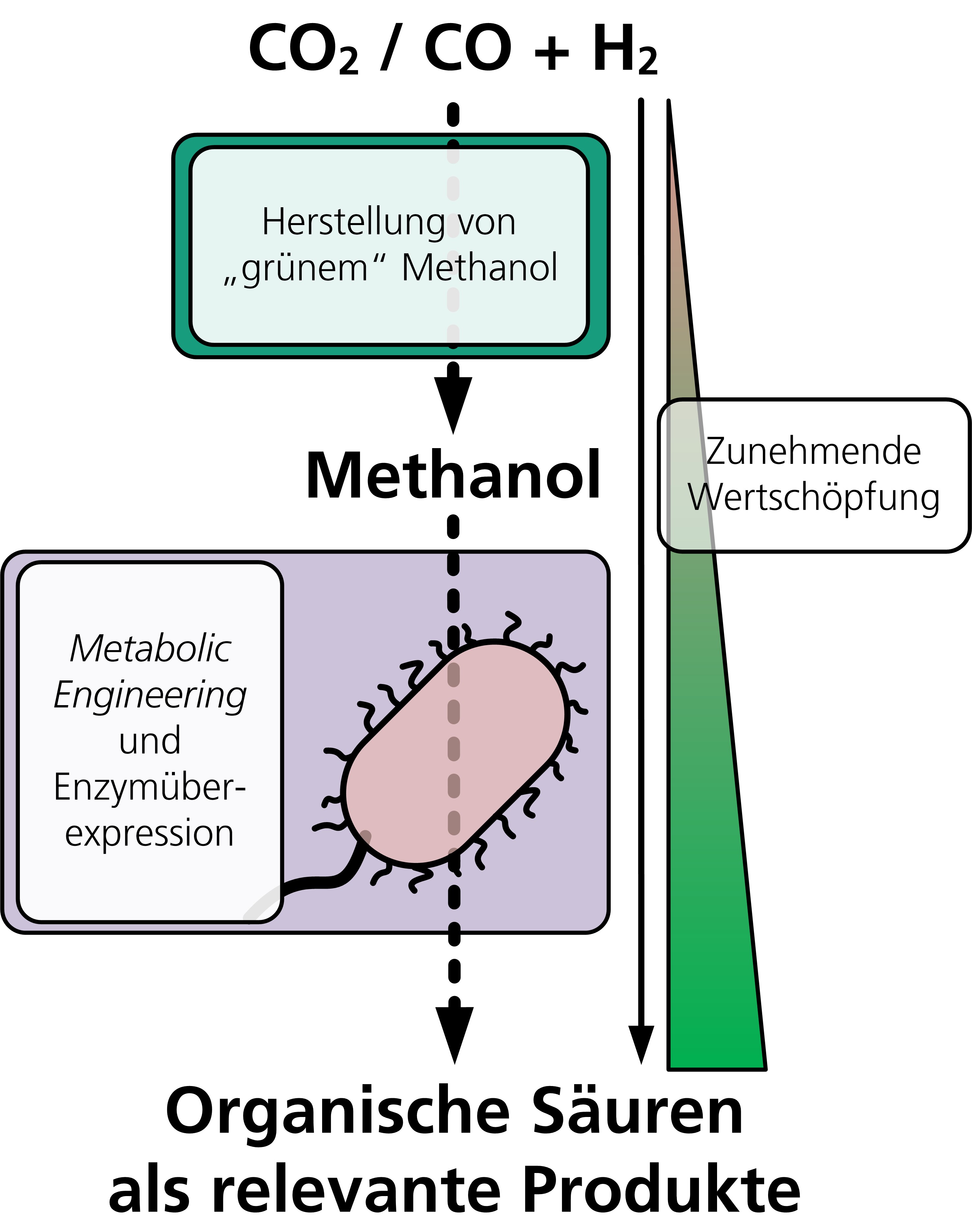 Schematische Darstellung der EVOBIO-Prozesskette. Die Herstellung von »grünem« Methanol aus CO<sub>2</sub> oder Synthesegas (CO/H<sub>2</sub>-Gemisch) ermöglicht eine neue Herangehensweise zur Produktion organischer Säuren durch methylotrophe Fermentation.