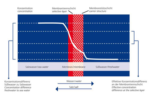 Konzentrationsprofil im Osmoseprozess.