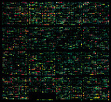 DNA-Microarray  - Vergleichendes Transkriptionsprofil von C. albicans in unterschiedlichen Wachstumsphasen.