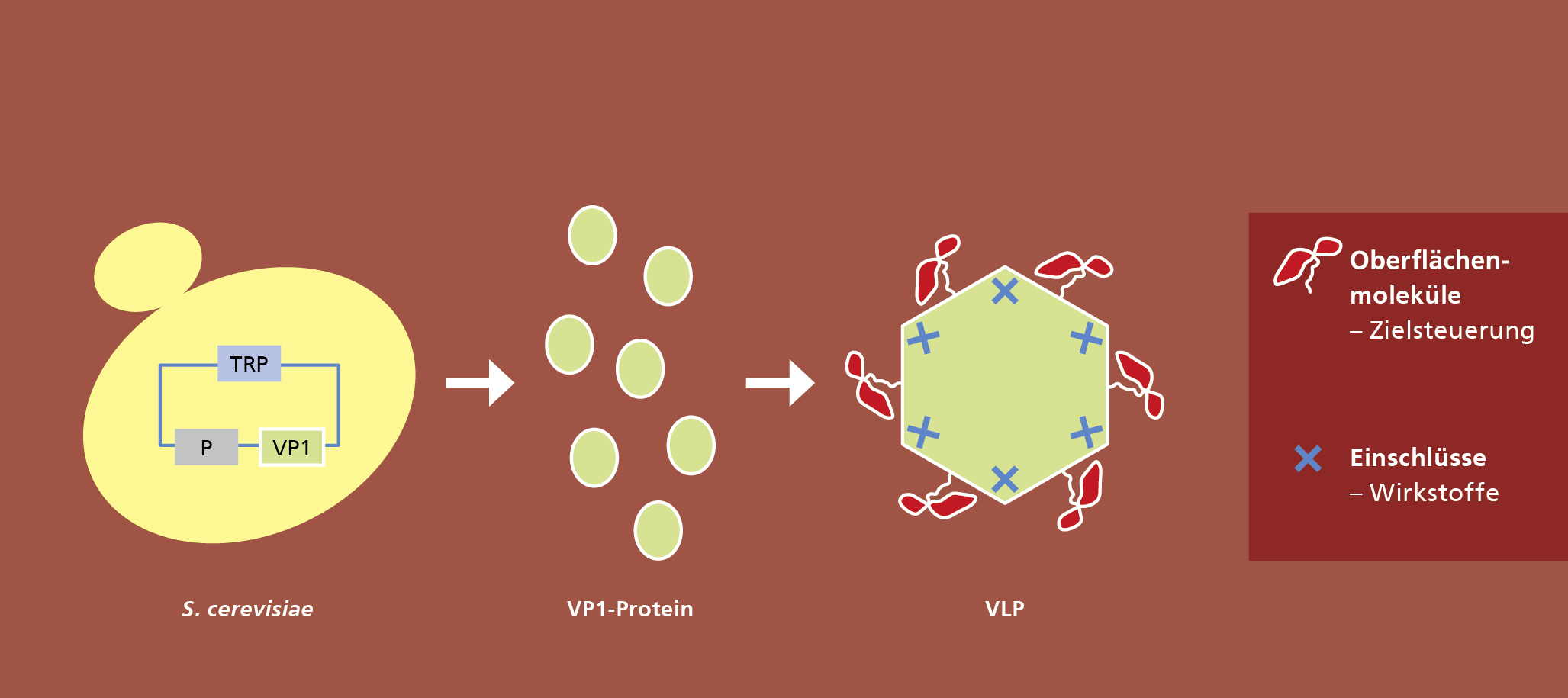 Plattformtechnologie zur Herstellung von Virus-like particles (VLPs). 