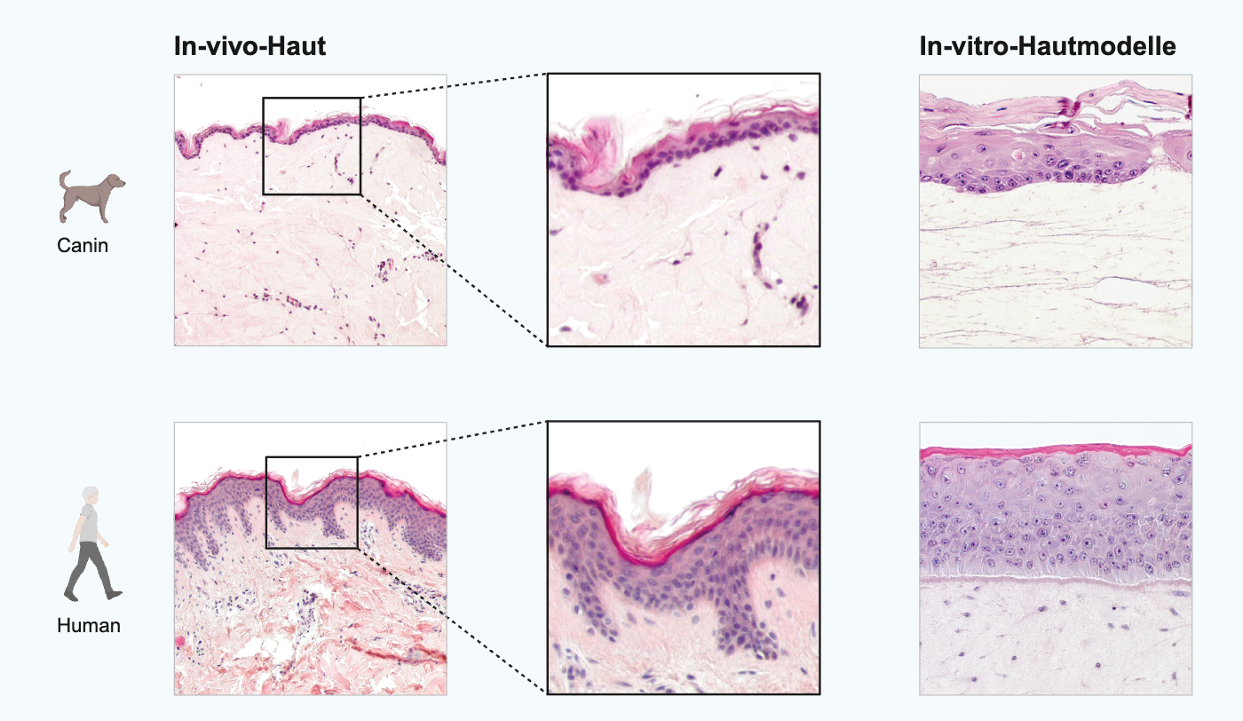 Histologische Schnitte caniner (links) und humaner (rechts) In-vivo-Haut (oben) im Vergleich zu entsprechen rekonstituierten Vollhautmodellen (unten)
