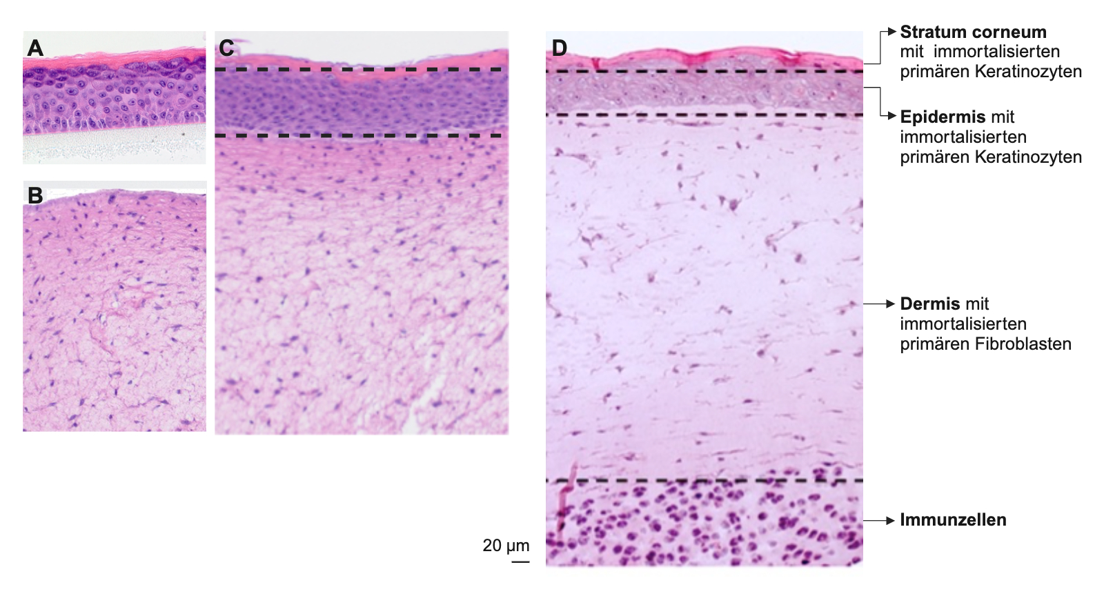 Histologische Schnitte humaner 3D-Hautmodelle