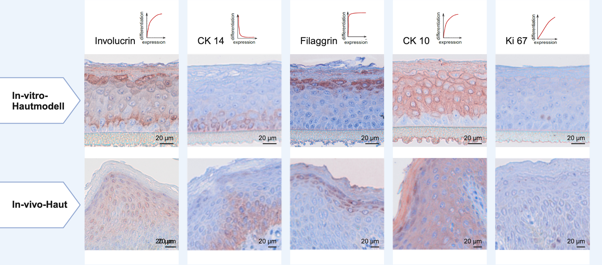 Proliferations- und Differenzierungsmarker rekonstituierter In-vitro-Epidermismodelle entsprechen exakt dem Expressionsmuster der humanen In-vivo-Haut (Immunhistochemische Färbungen von Gewebedünnschnitten). 