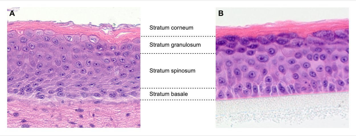 Histologische Schnitte A) eines rekonstituierten Vollhautmodells mit mehreren physiologischen Schichten bestehend aus Epidermis sowie Dermis und B) eines rekonstituierten Epidermismodells mit Stratum corneum (Hornschicht), Stratum lucidum, Stratum granulosum, Stratum spinosum und Stratum basale.