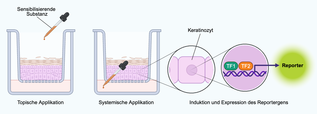 Schematische Darstellung der Funktionsweise der 3D In-vitro-Reporterhautmodelle, TF = Transkriptionsfaktor (erstellt mit BioRender.com)