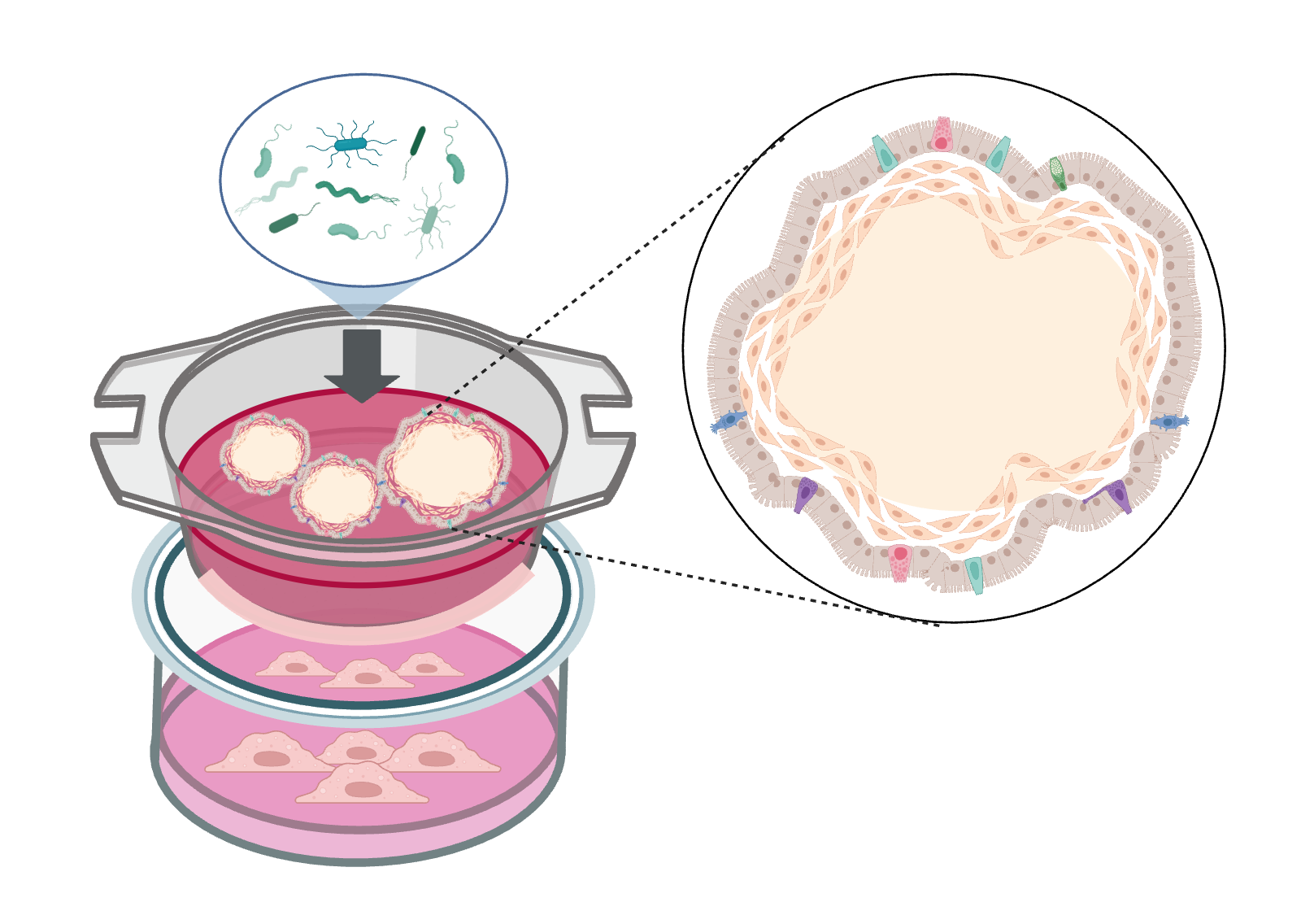 Schematischer Aufbau des intestinalen Organoid-In-vitro-Testsystems bestehend aus invertierten Darmorganoiden (braun), bei denen die apikale Seite nach außen zeigt, Mikrobiota (grün) und Immunzellen (orange).