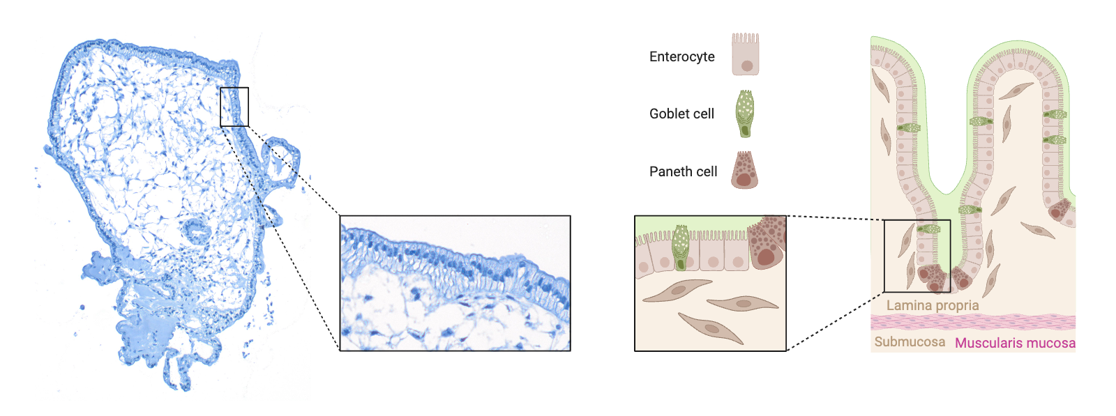 Die apikale (dem Darmlumen zugewandte) Seite der Darmorganoide zeigt nach außen. Die Struktur aus einschichtigem Epithel und darunter liegendem Bindegewebe mit Fibroblasten entspricht einer in-vivo-ähnlichen Gewebestruktur. Grafik wurde mit BioRender.com erstellt.