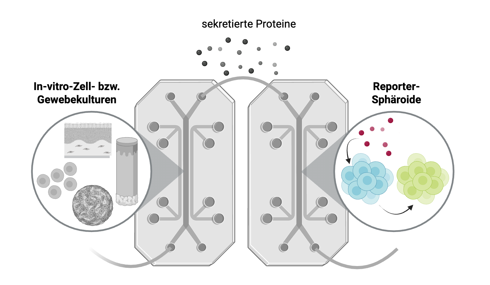 Zellstressauslösende und toxische Substanzwirkungen auf vorgelagerten Zell- und Gewebekulturen können in mikrofluidischen Plattformen mit Reporter-Sphäroiden in Echtzeit analysiert werden. 