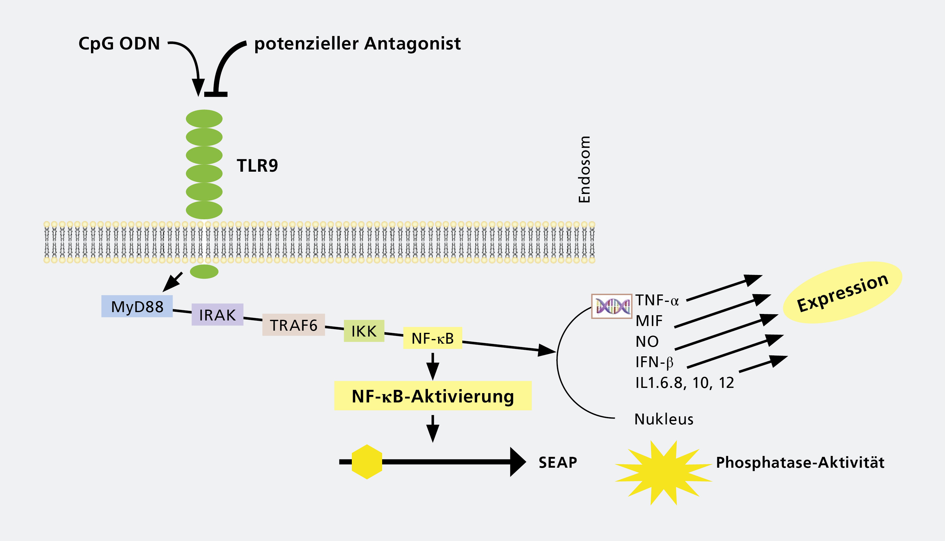 Zellbasierter PAMP-Assay.