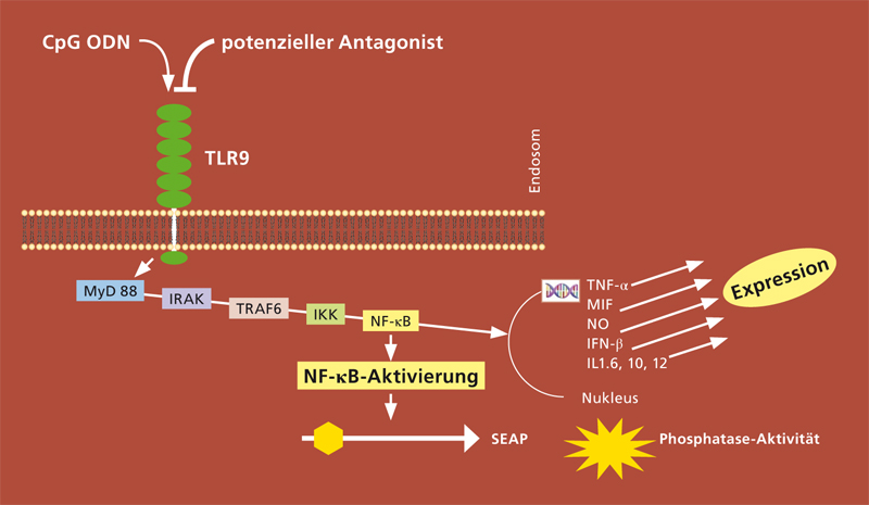 Reportergen-Assay.