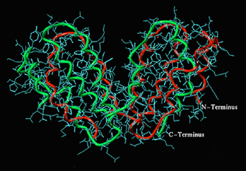 Struktur des humanen Interferon-gamma.