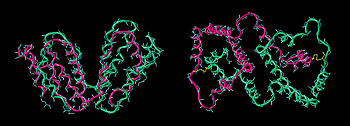 Struktur des humanen Interferon-gamma.