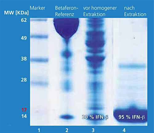 SDS-PAGE-Gelelektrophorese des  Homogenats vor der Extraktion (Spur 3) und der organischen Phase mit IFN-β-1b (Spur 4).