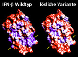 Moleküloberflächen von Interferon-β-Variante IFN-β Ser17 (links) und der neuen Interferon-β-Variante IFN-β (rechts). 