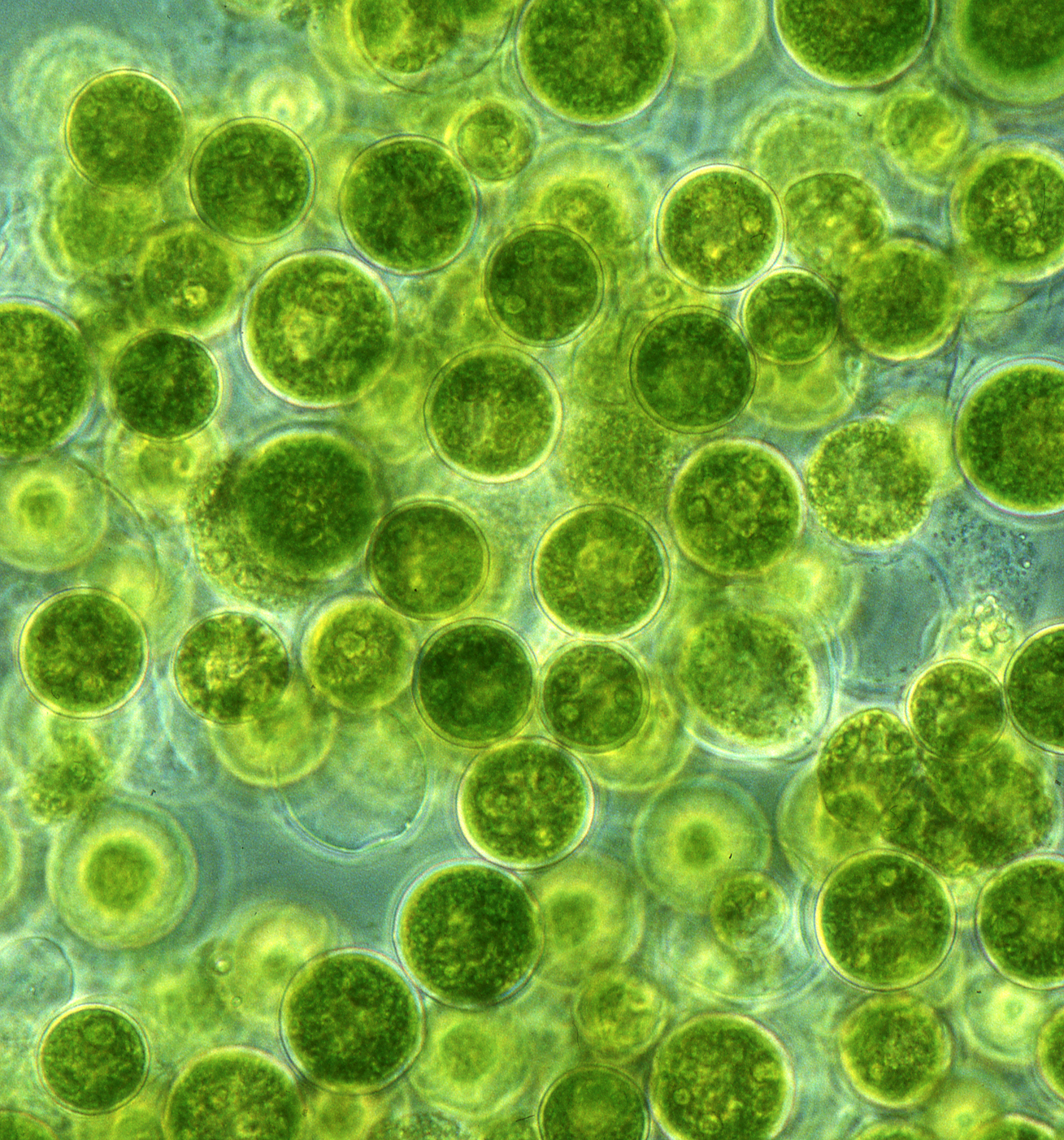 Chlorella.