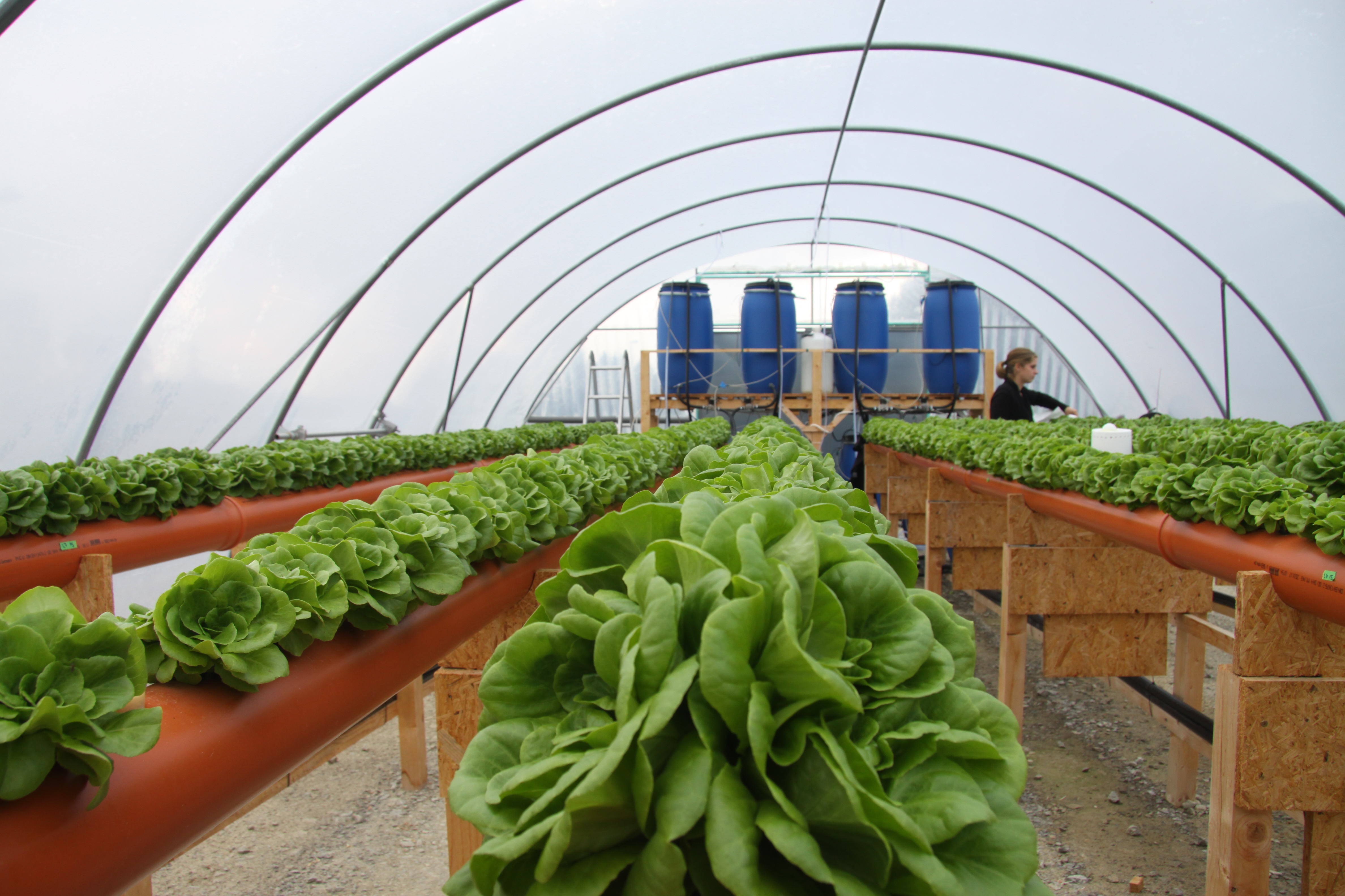 Die Salatsetzlinge kommen dank des hydroponischen Verfahrens ohne Erde aus.