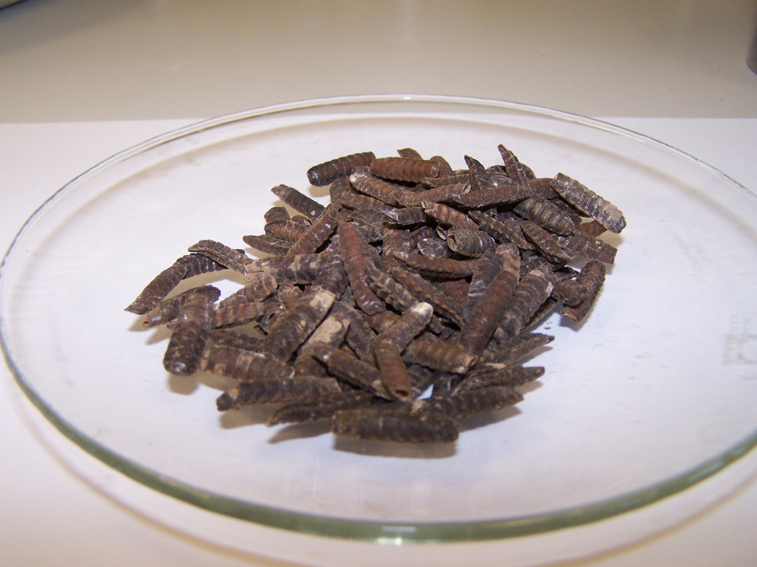 Insektenhäute Exuvien