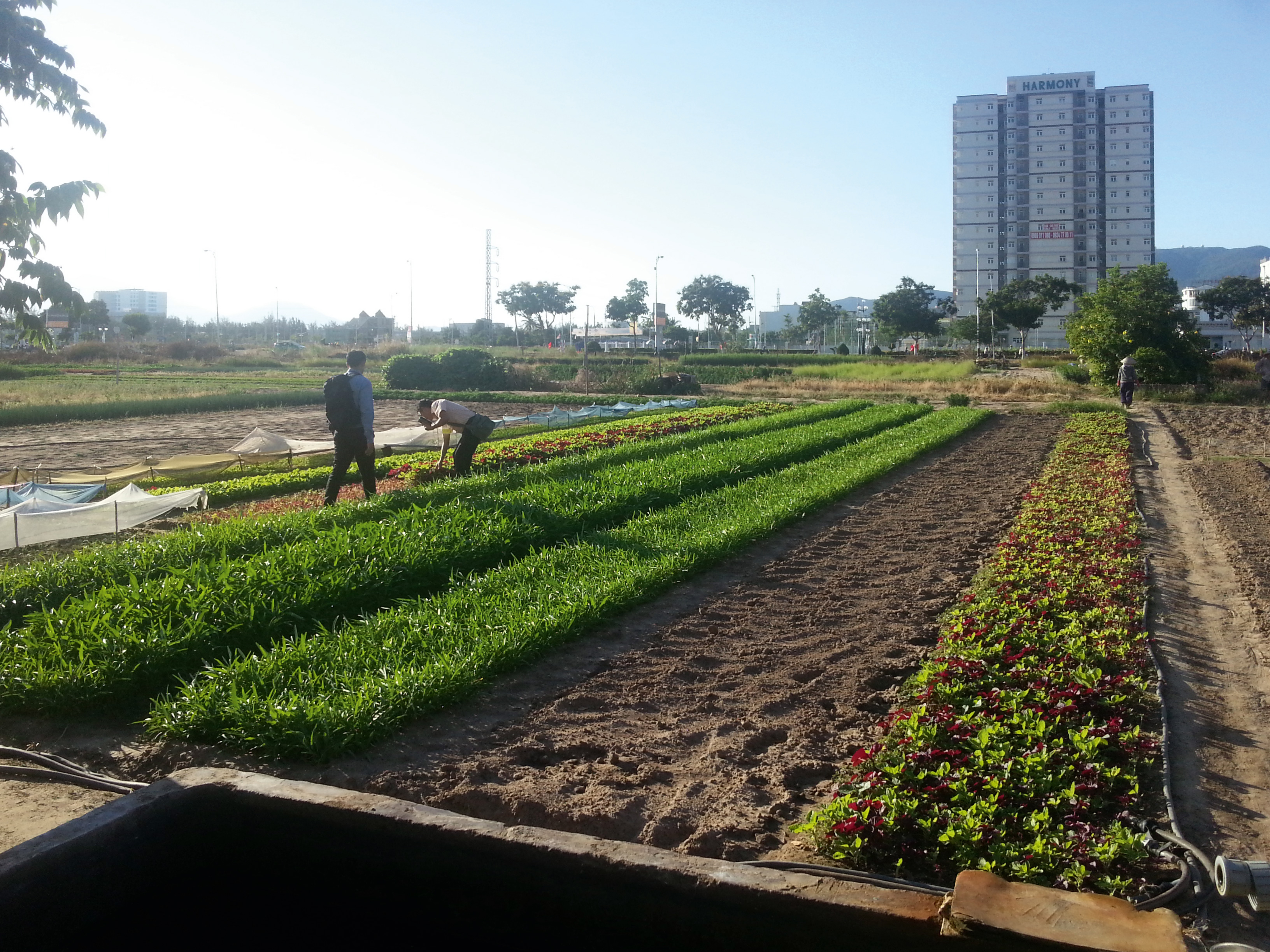 Landwirtschaftliche Nutzflächen in der vietnamesischen Stadt Da Nang: Zukünftig können die Bewohner gereinigtes Abwasser nutzen, um die Beete zu bewässern.