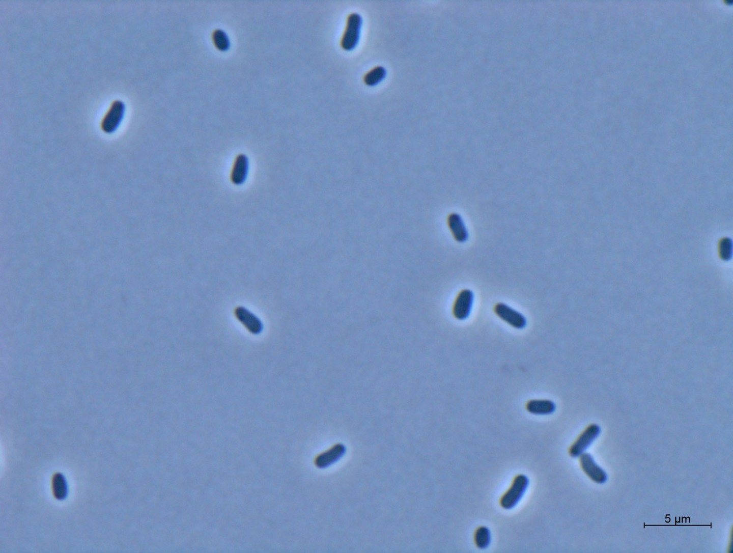 Lichtmikroskopische Aufnahme von Zellen des gram-negativen Bakteriums Methylorubrum extorquens AM1. 