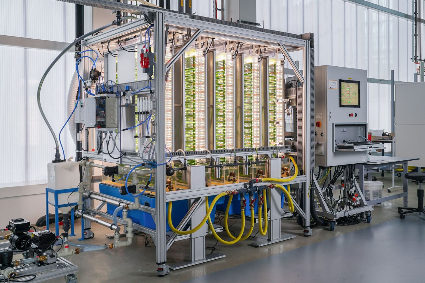 Mikroalgen im Photobioreaktor fixieren das von den Bakterien freigesetzte CO<sub>2</sub> für Wachstum und Biomassebildung. Je nach Stammauswahl und Prozessführung werden Speicherstoffe wie Stärke oder Carotinoide gebildet.