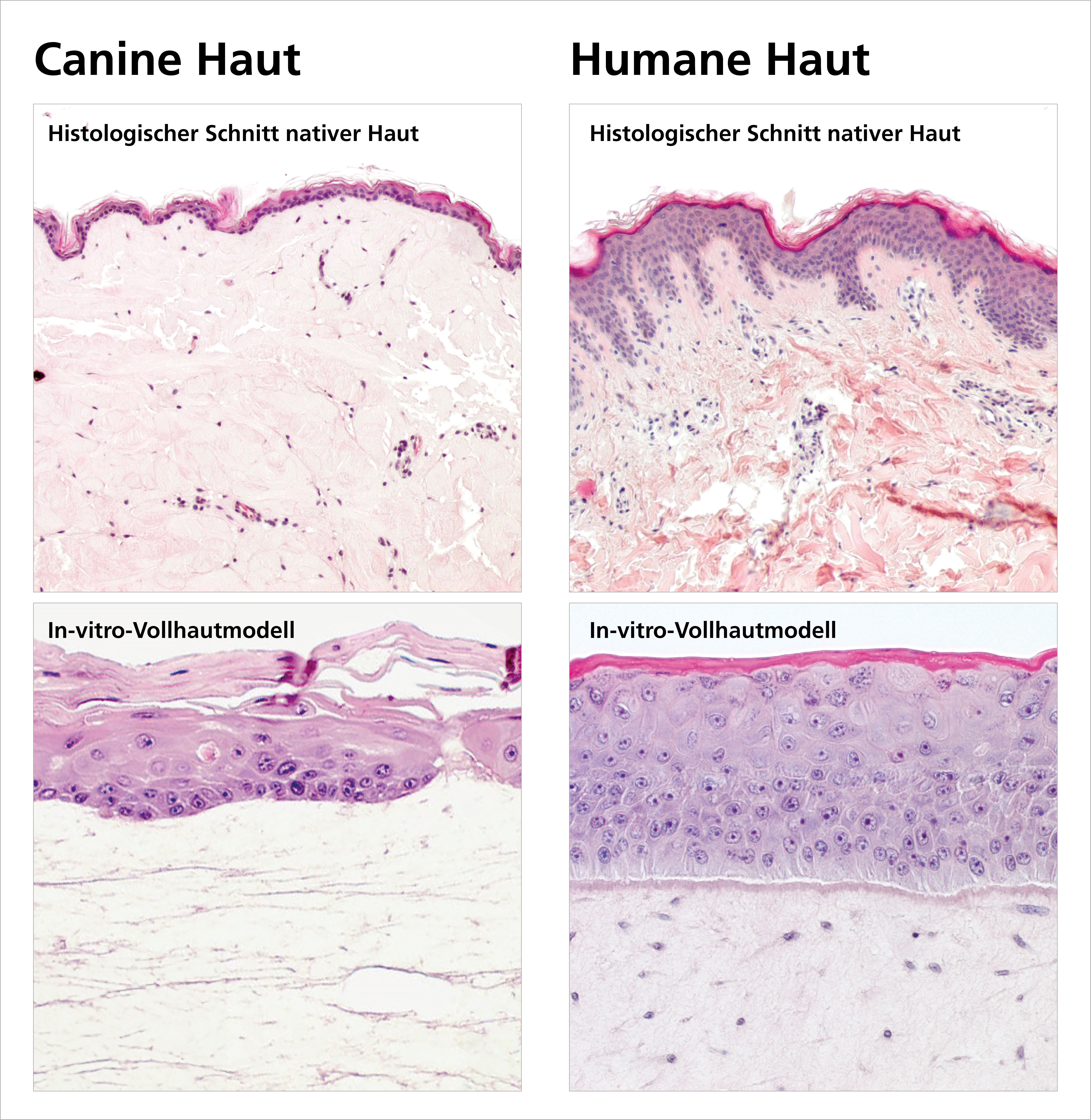 Histologische Schnitte von Hundehaut (oben links) und humaner Haut (oben rechts) zeigen, dass die Epidermis beim Hund dünner ist und kaum verhornt. Die Mikroskopaufnahmen in vitro kultivierter Hautäquivalente (unten) zeigen, dass die Hundehaut aus dem Labor (unten links) vom Original morphologisch praktisch nicht zu unterscheiden ist.