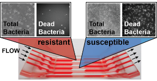 Antibiotikaresistenztestung (AST)