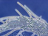 Anabaena spec. MACC797. Anabaena spec. MACC797.
